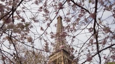 Eyfel Kulesi, pembe sakura bahar çiçekleri, Paris, Fransa