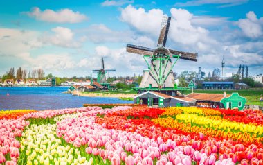 Hollanda 'daki Zaanse Schans' ın geleneksel yel değirmenleri, Hollanda 'daki lalelerle sulanır.