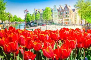 İlkbaharda Amsterdam Hollanda 'daki evler, laleler, Amsterdam bahar manzarası, tonlama