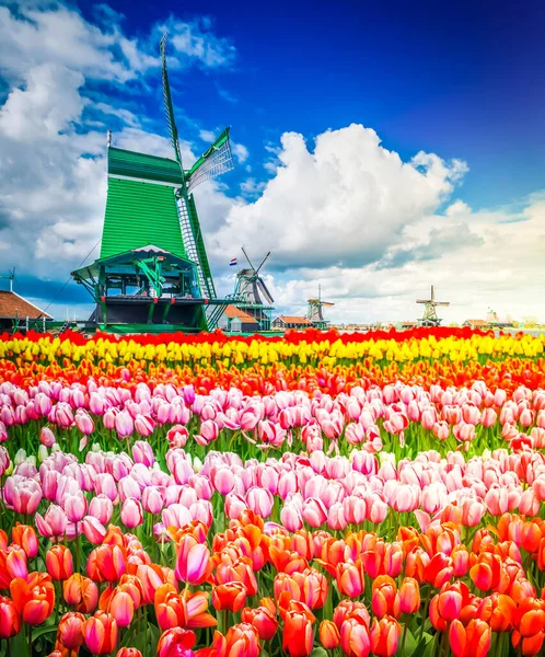 landscape with traditional Dutch windmills of Zaanse Schans and rows of blooming tulips, Netherlands, retro toned