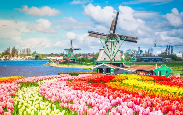 Traditionella Nederländska Väderkvarnar Zaanse Schans Över Vatten Med Tulpaner Nederländerna — Stockfoto