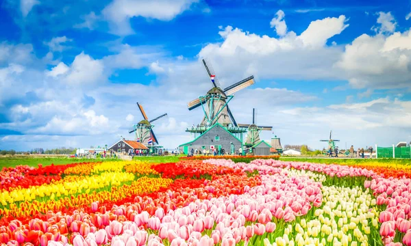 Tradycyjna Holenderska Wiosenna Scena Kanałem Wiatrakami Zaanse Schans Holandia Stonowana — Zdjęcie stockowe