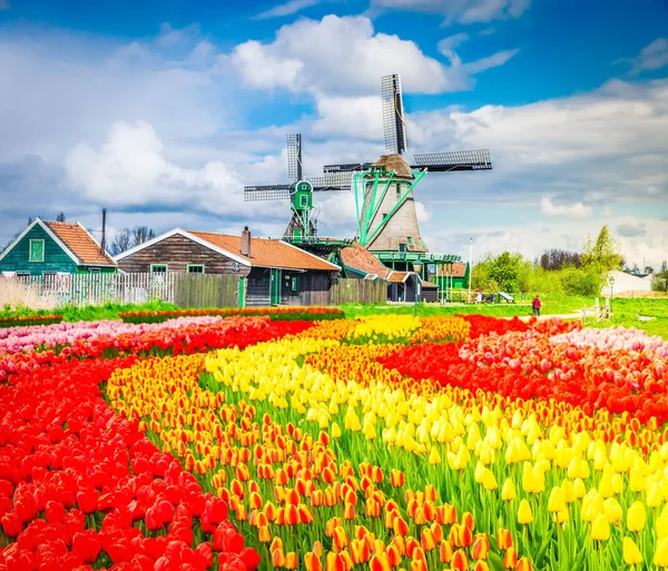 Tradycyjne Holenderskie Krajobrazy Wiejskie Wiatrakiem Kwitnącymi Tulipanami Holandia Stonowane — Zdjęcie stockowe