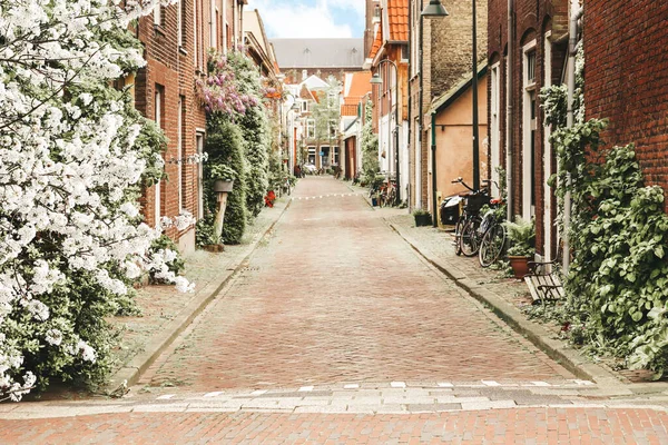 Kleurrijke Straat Het Oude Centrum Van Delft Met Lenteboom Bloemen — Stockfoto