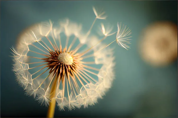 Dandelion flower with seeds over dark blue background