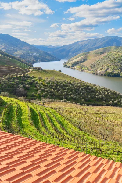 Douro Wijnvallei Met Wijngaarden Portugal Unesco Werelderfgoed — Stockfoto