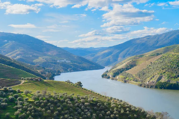 Douro Wine Valley Wineyards Portugal Unesco World Heritage Site — Stock Photo, Image