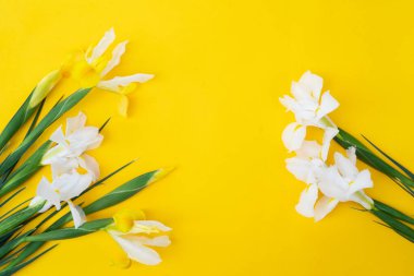 Çiçekler parlak sarı bahar arka planında, 8 Mart bayram arka planında