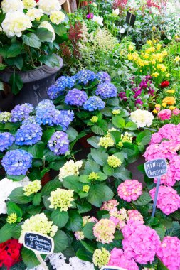 Paris çiçek pazarı Hortensiya ile taze saksılar Cite adasında, Paris Fransa