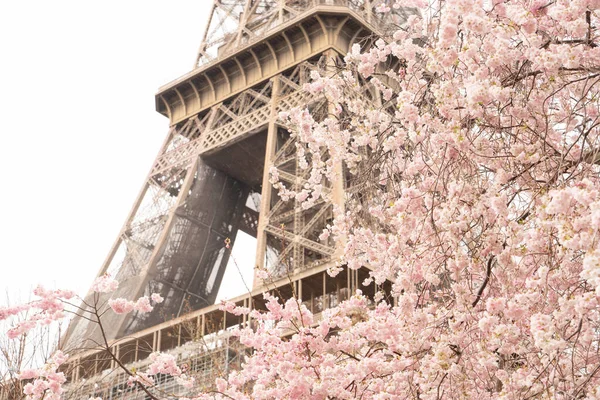 Menara Eiffel Dengan Bunga Musim Semi Sacura Yang Mekar Paris — Stok Foto