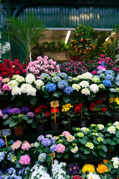Paris flower market with hortensia fresh flowers pots at Cite island, Paris France