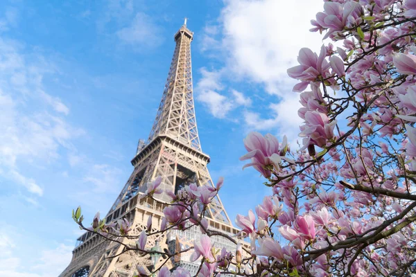 Πύργος Του Άιφελ Ανθισμένα Λουλούδια Άνοιξη Μανόλια Παρίσι Γαλλία — Φωτογραφία Αρχείου