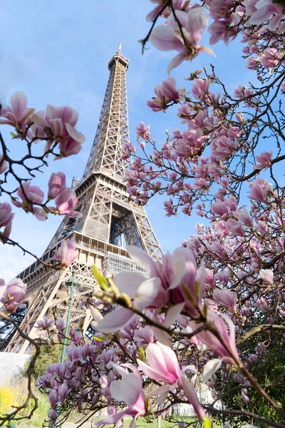 Ейфелева Вежа Квітучими Весняними Квітами Магнолії Париж Франція — стокове фото