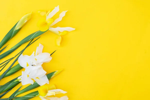 stock image Iris yellow and white flowers on tender spring background, 8 march day festive background, mimose is traditional flowers for Easter or Mothers Day