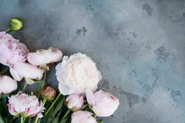 Fresh tender peonies flowers on dark gray desk, copy space