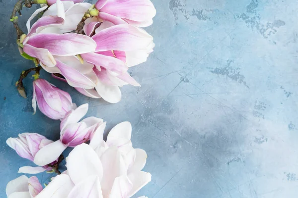 Весенние Цветы Магнолии Сером Фоне — стоковое фото
