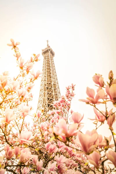 Πύργος Του Άιφελ Ροζ Λουλούδια Άνοιξη Μανόλια Παρίσι Γαλλία — Φωτογραφία Αρχείου