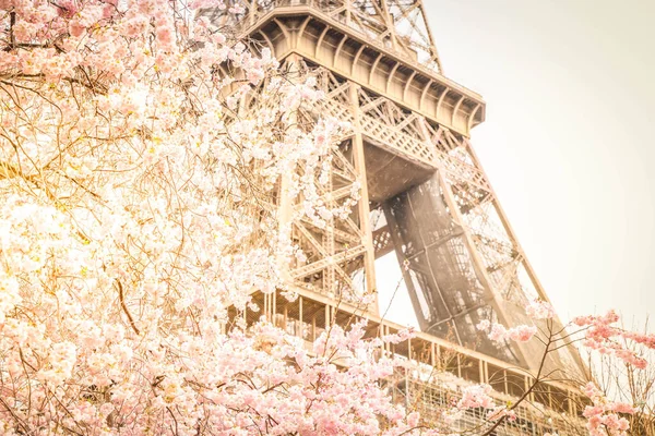 Wieża Eiffla Kwitnącymi Wiosennymi Kwiatami Sacura Paryż Francja — Zdjęcie stockowe