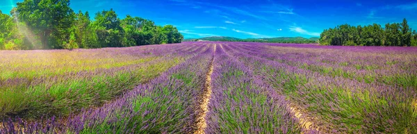 Lavanta Çiçekleri Yazın Tarla Sıraları Provence France Web Afişi — Stok fotoğraf