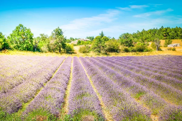 Lavender Flowers Fresh Field Sunshine Sunset France — Stock Photo, Image