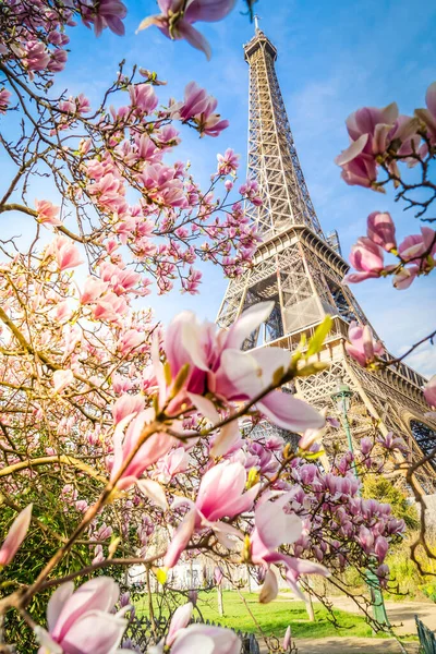 Wieża Eiffla Kwitnącymi Wiosennymi Kwiatami Magnolii Paryż Francja — Zdjęcie stockowe