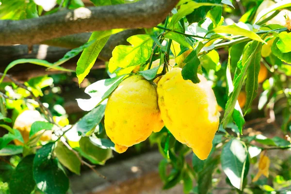 여름에 소렌토 정원의 가까이에 열매를 매달려 — 스톡 사진
