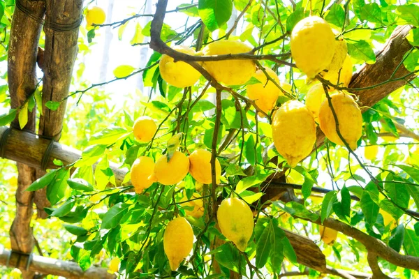 Menggantung Buah Lemon Segar Taman Lemon Sorrento Musim Panas — Stok Foto