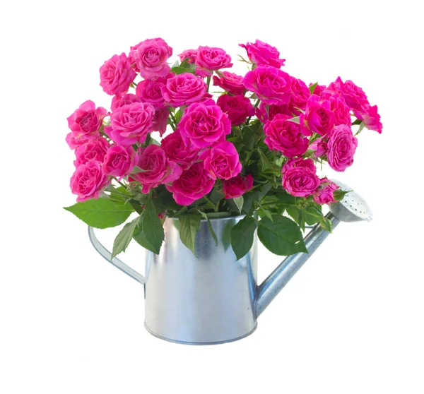 Позы Цветущих Розовых Роз Банке Полива Изолированы Белом Фоне — стоковое фото