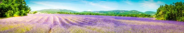 Lavanta Çiçekleri Çiçek Açıyor Sıra Sıra Yaz Manzarası Provence France — Stok fotoğraf