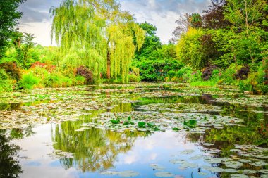Yaz günü Giverny 'de nilüferlerle dolu gölet.