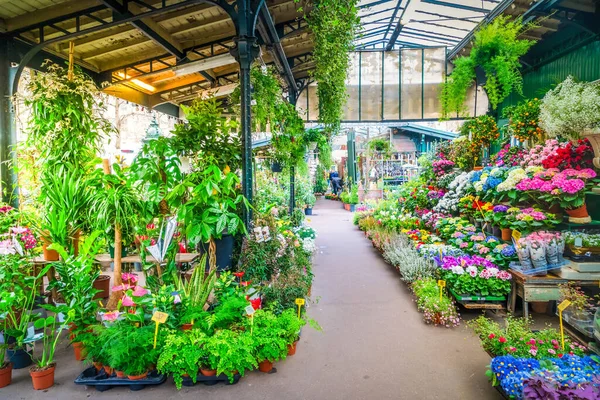 Párizs Virágpiac Friss Virágokkal Edények Cite Island Párizs Franciaország — Stock Fotó