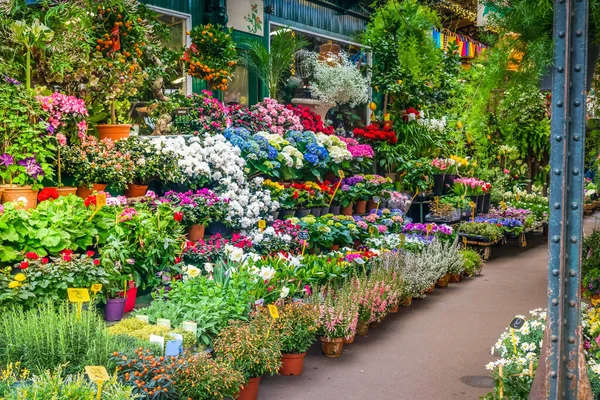 Párizs Virágpiac Friss Virágokkal Edények Cite Island Párizs Franciaország — Stock Fotó
