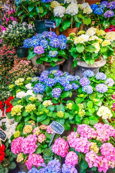 パリの花市場フランス シテ島のホルテンシア新鮮な花のポット — ストック写真