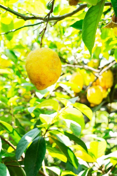 Nging Lemon Fruits Ogrodzie Lemon Sorrento Latem — Zdjęcie stockowe