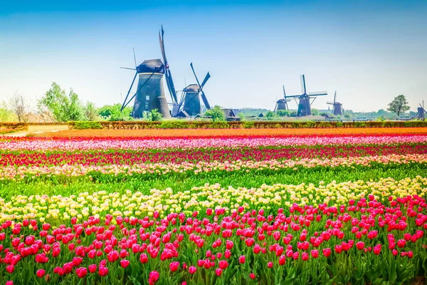Rząd Tradycyjnych Holenderskich Wiatraków Kinderdijk Przy Wiosennym Zachodzie Słońca Holandia — Zdjęcie stockowe