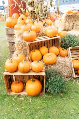 Balkabağı tarlası, farklı balkabaklarının taze hasadı sergilenen çiftlik.