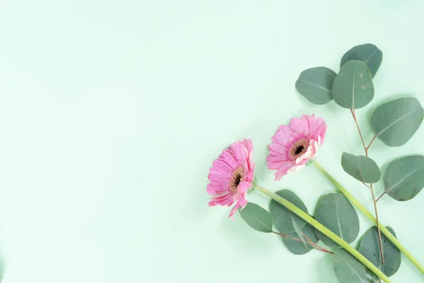 stock image wedding or mothers day backgroundgreen eucaliptus leaves over mint green background with copy space