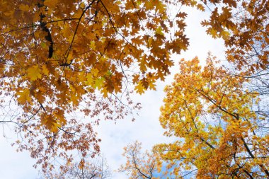 Altın yapraklı güzel sonbahar parkı