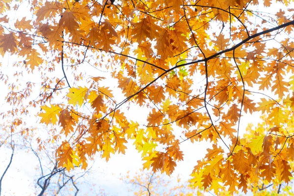 Piękny Jesienny Park Złotymi Liśćmi — Zdjęcie stockowe