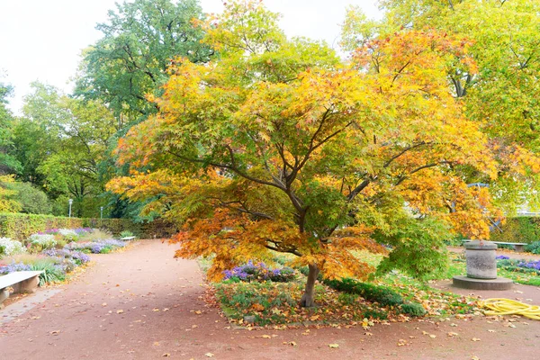 Vacker Höstpark Med Gyllene Löv — Stockfoto