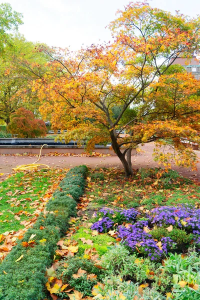 Krásný Podzimní Park Zlatými Listy — Stock fotografie