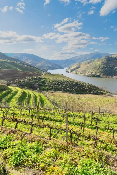 Douro Wijnvallei Met Wijngaarden Portugal Unesco Werelderfgoed — Stockfoto