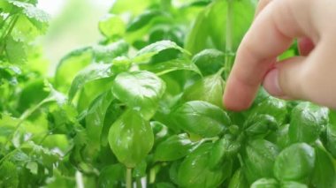 Taze fesleğenli bitki bahçesi, fıskiyeli su ve tomurcuk.