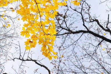 Sonbahar yaprakları ve dallar parkta, sonbahar doğal arka plan