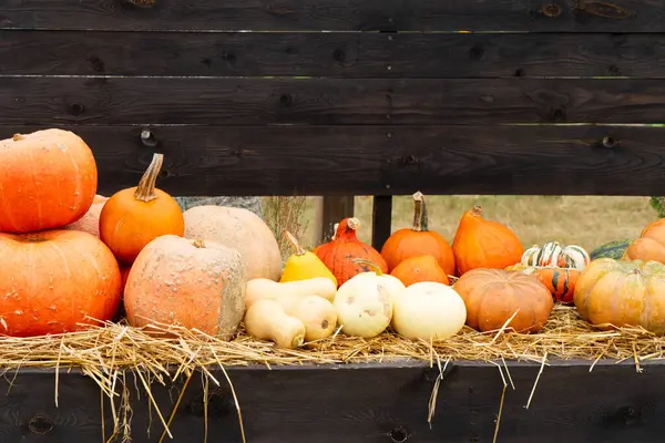 kabak arkaplanı, turuncu yuvarlak. Çiftlikteki balkabakları.