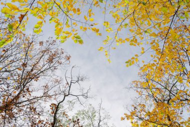 Parkta sonbahar yaprakları, solgun gökyüzünün üzerinde çerçeve