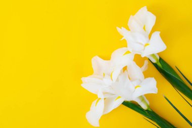 Parlak sarı bahar arkaplanındaki çiçekleri suluyor, 8 Mart bayram arkaplanı ve fotokopi alanı