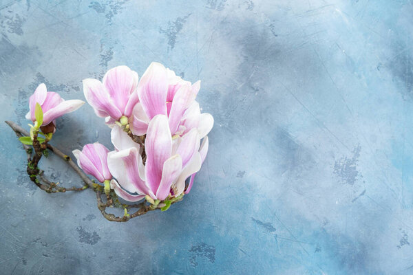 Весенние цветы магнолии на сером фоне с копированием пространства