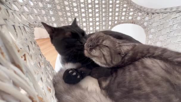 Twee Katten Likken Elkaar Spelen Samen — Stockvideo
