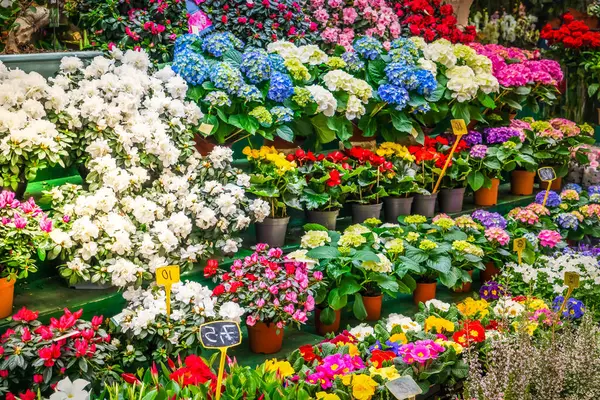 Paris flower market with fresh flowers pots close up at Cite island, Paris France